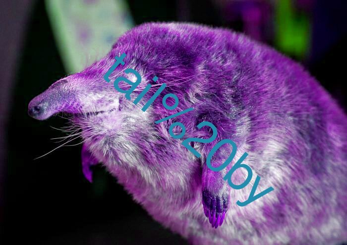 tail by